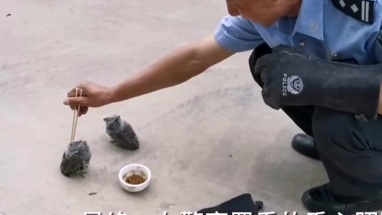 【今日傻鸮】猫头鹰“飞行教练”已上线!